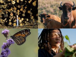 A selection of four documentary films screening at the 2025 ReFrame Film Festival (left to right, top and bottom): "Logging Algonquin" by Conor DeVries, "Singing Back the Buffalo" by Tasha Hubbard, "The Monarch Ultra" by Rodney Fuentes, and "London Grown" by Richard Mejeh. (Photos courtesy of ReFrame)