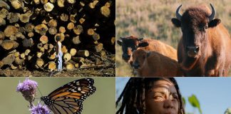 A selection of four documentary films screening at the 2025 ReFrame Film Festival (left to right, top and bottom): "Logging Algonquin" by Conor DeVries, "Singing Back the Buffalo" by Tasha Hubbard, "The Monarch Ultra" by Rodney Fuentes, and "London Grown" by Richard Mejeh. (Photos courtesy of ReFrame)