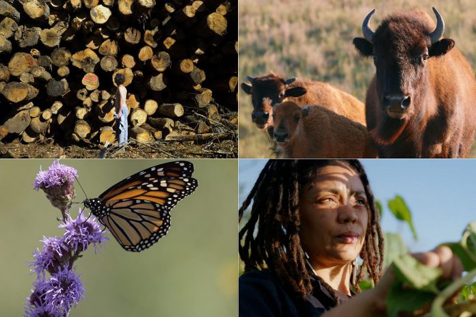 A selection of four documentary films screening at the 2025 ReFrame Film Festival (left to right, top and bottom): "Logging Algonquin" by Conor DeVries, "Singing Back the Buffalo" by Tasha Hubbard, "The Monarch Ultra" by Rodney Fuentes, and "London Grown" by Richard Mejeh. (Photos courtesy of ReFrame)