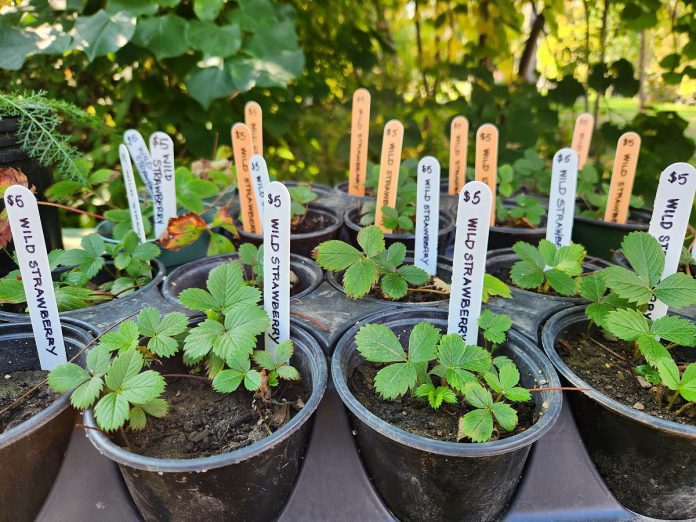 GreenUP Ecology Park reuses plastic pots and trays as much as possible. Shown here are wild strawberries cultivated in a reused plastic pot. (Photo courtesy of GreenUP)