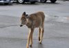 Minden's Woodlands Wildlife Sanctuary is encouraging residents and shopper to stop feeding the young deer that has been frequenting Todd's Your Independent Grocer in the village of Haliburton. Nicknamed Mooch, the fawn is part of a herd living on the nearby edge of a forest and was orphaned last year after a vehicular collision killed its mother. Though Mooch is healthy, the sanctuary's founder Monika Melichar warns that taming and feeding the deer could put it in harm's way. (Photo: Mary Lou Betz)