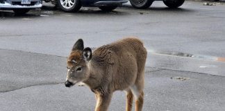 Minden's Woodlands Wildlife Sanctuary is encouraging residents and shopper to stop feeding the young deer that has been frequenting Todd's Your Independent Grocer in the village of Haliburton. Nicknamed Mooch, the fawn is part of a herd living on the nearby edge of a forest and was orphaned last year after a vehicular collision killed its mother. Though Mooch is healthy, the sanctuary's founder Monika Melichar warns that taming and feeding the deer could put it in harm's way. (Photo: Mary Lou Betz)