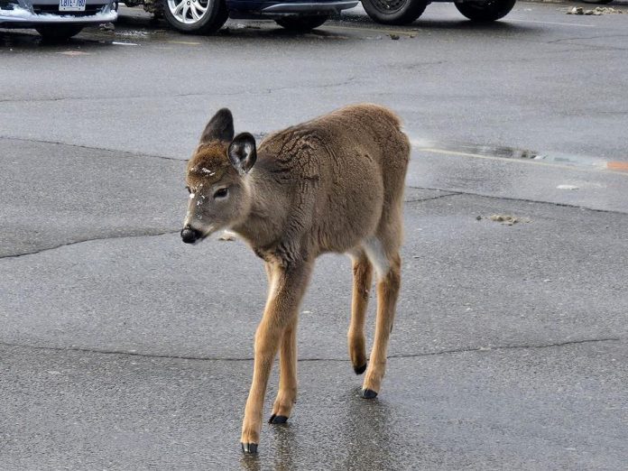 Minden's Woodlands Wildlife Sanctuary is encouraging residents and shopper to stop feeding the young deer that has been frequenting Todd's Your Independent Grocer in the village of Haliburton. Nicknamed Mooch, the fawn is part of a herd living on the nearby edge of a forest and was orphaned last year after a vehicular collision killed its mother. Though Mooch is healthy, the sanctuary's founder Monika Melichar warns that taming and feeding the deer could put it in harm's way. (Photo: Mary Lou Betz)