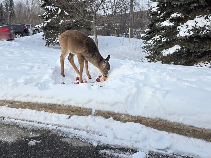 A pile of apples was left by the side of the road in Haliburton for a fawn who has been hanging around the village over the last few weeks. The Woodlands Wildlife Sanctuary encourages those who feed deer to do so away from the roadsides, with nutritious foods, and without directly interacting with the deer. (Photo: Mary Lou Betz)