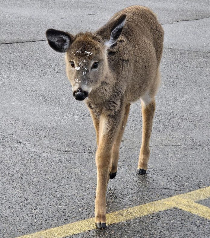 While Mooch is very cute, Woodlands Wildlife Sanctuary founder Monika Melichar says people should frighten the deer away so it does not become comfortable around humans and vehicles. A deer in Mooch's herd was recently struck by a car, found in a nearby ditch, and ultimately shot by the OPP. Many highways around Haliburton County are labelled as "hotspots" for vehicle collisions involving animals, with more than 82 per cent involving a deer. (Photo: Mary Lou Betz)