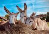 In honour of 25 years rehabilitating and rehoming abused and neglected donkeys, Roseneath's PrimRose Donkey Sanctuary is launching a campaign asking donors to give $25 to the charity organization every 25th day of the month in 2025. With just 50 donors, the monthly donations will cover the year's hay allotment for all the sanctuary's donkeys. (Photo courtesy of PrimRose Donkey Sanctuary)