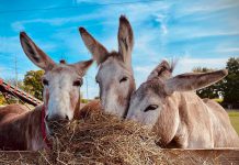 In honour of 25 years rehabilitating and rehoming abused and neglected donkeys, Roseneath's PrimRose Donkey Sanctuary is launching a campaign asking donors to give $25 to the charity organization every 25th day of the month in 2025. With just 50 donors, the monthly donations will cover the year's hay allotment for all the sanctuary's donkeys. (Photo courtesy of PrimRose Donkey Sanctuary)