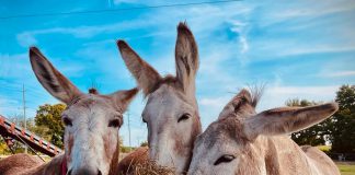 In honour of 25 years rehabilitating and rehoming abused and neglected donkeys, Roseneath's PrimRose Donkey Sanctuary is launching a campaign asking donors to give $25 to the charity organization every 25th day of the month in 2025. With just 50 donors, the monthly donations will cover the year's hay allotment for all the sanctuary's donkeys. (Photo courtesy of PrimRose Donkey Sanctuary)