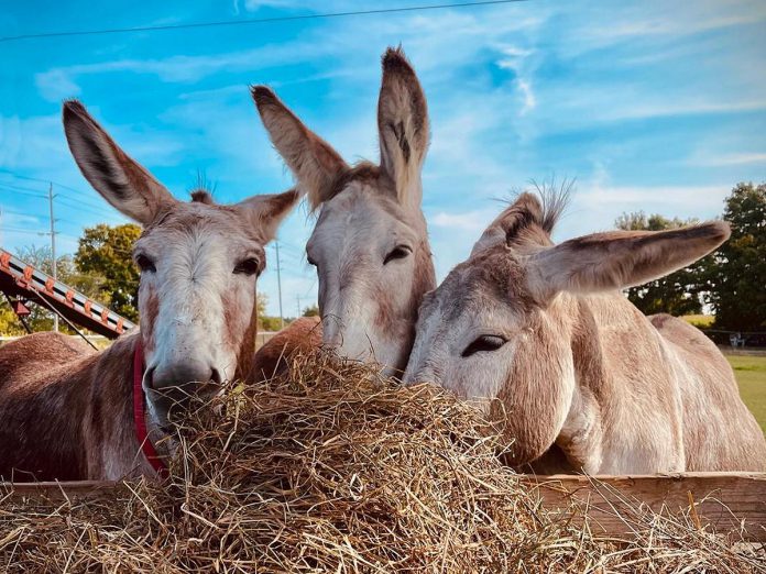 In honour of 25 years rehabilitating and rehoming abused and neglected donkeys, Roseneath's PrimRose Donkey Sanctuary is launching a campaign asking donors to give $25 to the charity organization every 25th day of the month in 2025. With just 50 donors, the monthly donations will cover the year's hay allotment for all the sanctuary's donkeys. (Photo courtesy of PrimRose Donkey Sanctuary)