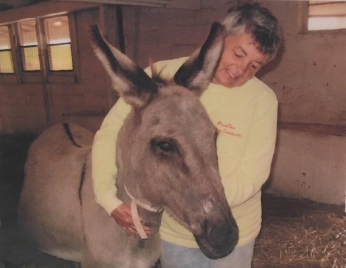 The namesake of PrimRose Donkey Sanctuary, PrimRose was 20 years old when Sheila Burns adopted her in 1994 before founding the Roseneath donkey sanctuary six years later. By the time PrimRose passed away in 2021 in her 47th year, Burns and volunteers were caring for more than 60 donkeys, mules, and other animals at the sanctuary. (Photo courtesy of PrimRose Donkey Sanctuary)