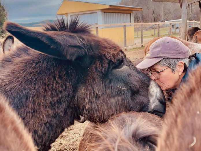 As a registered charity, PrimRose Donkey Sanctuary relies on donations and volunteers who go to the sanctuary on a regular basis to clean out the shelters, feed the animals, care for the donkeys, and complete other maintenance that needs to be done. According to founder Sheila Burns, many of the volunteers have found healing through their time spent at the sanctuary and in interacting with the animals. (Photo courtesy of PrimRose Donkey Sanctuary)