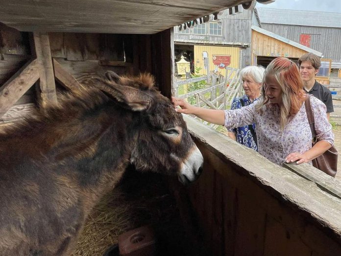 PrimRose Donkey Sanctuary is open for public visits from 1 p.m. to 3 p.m. on Thursdays and Sundays, with private tours at 11 a.m. on days when the sanctuary is open. (Photo courtesy of PrimRose Donkey Sanctuary)