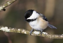 Participate in the Great Backyard Bird Count during the Family Day long weekend from February 14 to 17, 2025 and help researchers track changes in bird populations over time. Known for its easily recognizable vocalizations, the black-capped chickadee is one of the easiest birds to attract to feeders (they love sunflower seeds) and will even eat out of your hand. (Photo: Grace C. / Macaulay Library, Cornell Lab of Ornithology)