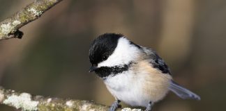 Participate in the Great Backyard Bird Count during the Family Day long weekend from February 14 to 17, 2025 and help researchers track changes in bird populations over time. Known for its easily recognizable vocalizations, the black-capped chickadee is one of the easiest birds to attract to feeders (they love sunflower seeds) and will even eat out of your hand. (Photo: Grace C. / Macaulay Library, Cornell Lab of Ornithology)