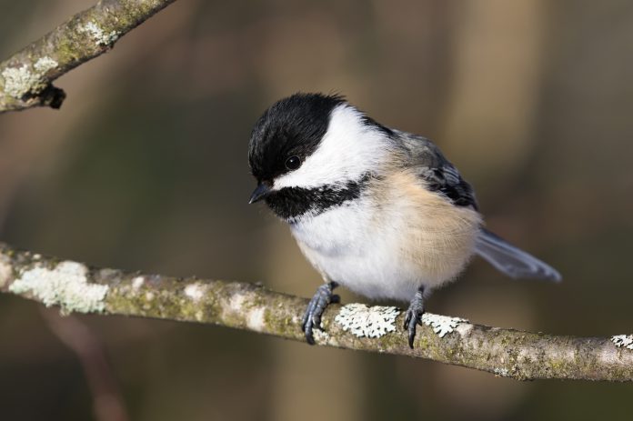 Participate in the Great Backyard Bird Count during the Family Day long weekend from February 14 to 17, 2025 and help researchers track changes in bird populations over time. Known for its easily recognizable vocalizations, the black-capped chickadee is one of the easiest birds to attract to feeders (they love sunflower seeds) and will even eat out of your hand. (Photo: Grace C. / Macaulay Library, Cornell Lab of Ornithology)