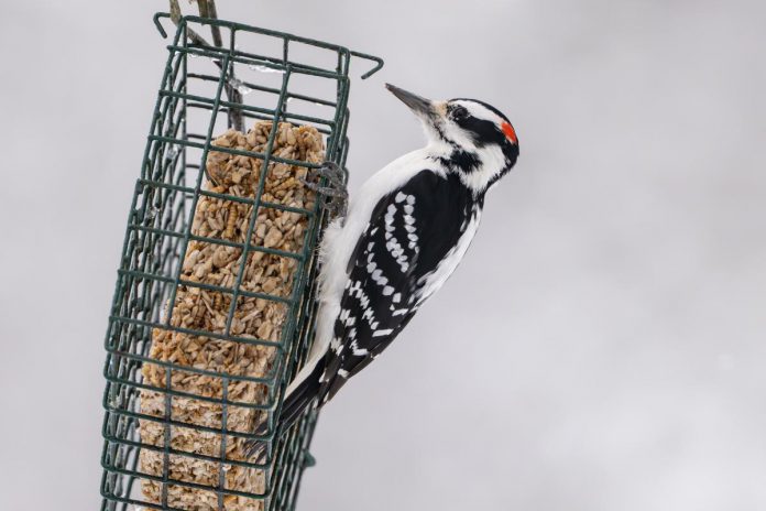 About the size of a robin, the hairy woodpecker is a common and widespread year-round inhabitant of Canadian forests. They mainly eat insects, but also fruits, berries, and nuts, as well as sometimes tree sap. (Photo: Shori Velles / Macaulay Library, Cornell Lab of Ornithology)