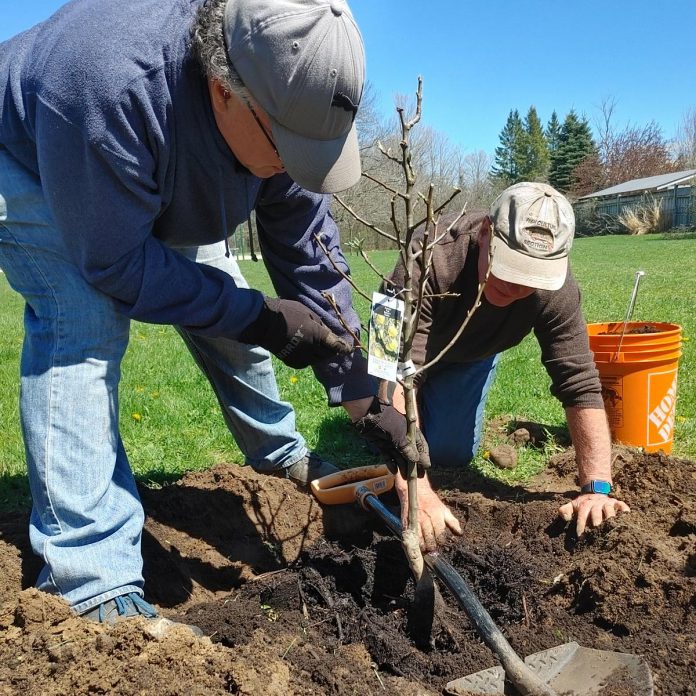 Tom Calwell and Quentin Day, volunteers with Peterborough Community Orchard Stewards, work together to properly plant a pear tree at Maple Ridge Park in Peterborough. A shovel is laid across the hole to make sure that the tree is planted to the correct depth. Planting a tree too deep can cause damage to the bark that could result in health problems and the loss of the tree. (Photo: Laura Keresztesi / GreenUP)