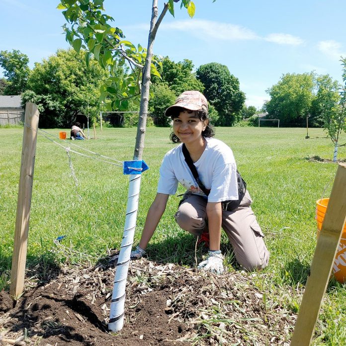 Steward Maya Jayasinghe adds wood chip mulch over fresh compost around the base of a young apple tree at the community orchard at Keith Wightman Park in Peterborough. The ring should be like a donut around the tree, with wood chips protecting the roots of the tree, but not touching the trunk of the tree. (Photo: Laura Keresztesi / GreenUP)