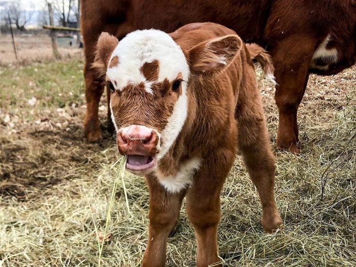 Emma-Lee Harrison, owner of The Harrison Hill Farm just outside Lakefield, suggests the dramatic increase in followers of the farm's Threads account is because "People came for the cows, but they're staying for the political commentary." Between posting educational comments as well as promoting that the farm is a "safe space," the owners share pictures of their animals and anecdotes of life on the farm. The account has gone from about 200 followers to more than 18,500 within just two weeks. (Photo: The Harrison Hill Farm / Facebook)