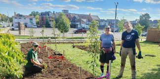 Green Communities Canada (GCC) green infrastructure program lead Jenn McCallum (middle) and GreenUP native plant propagation coordinator Hayley Goodchild (right) install a row of fruit trees and perennials at One City Peterborough's Trinity Community Centre in 2024. The Green Infrastructure project, supported by the GCC Living Cities Canada Fund, was designed to improve stormwater management, access to shade, and opportunity to tend food plants at Trinity Community Centre. (Photo: Laura Keresztesi / GreenUP)