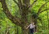 Isabelle Summers, a geographic information systems technician with Kawartha Land Trust (KLT) for the 2024 field season, looks up at a sugar maple that's estimated to be between 180 and 200 years old in KLT's newly protected MapleCross John Wolfe Forest Preserve. (Photo: Sam Clapperton / Kawartha Land Trust)