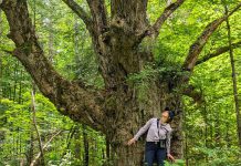 Isabelle Summers, a geographic information systems technician with Kawartha Land Trust (KLT) for the 2024 field season, looks up at a sugar maple that's estimated to be between 180 and 200 years old in KLT's newly protected MapleCross John Wolfe Forest Preserve. (Photo: Sam Clapperton / Kawartha Land Trust)