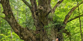 Isabelle Summers, a geographic information systems technician with Kawartha Land Trust (KLT) for the 2024 field season, looks up at a sugar maple that's estimated to be between 180 and 200 years old in KLT's newly protected MapleCross John Wolfe Forest Preserve. (Photo: Sam Clapperton / Kawartha Land Trust)