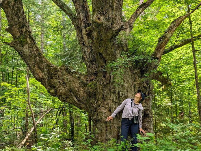 Isabelle Summers, a geographic information systems technician with Kawartha Land Trust (KLT) for the 2024 field season, looks up at a sugar maple that's estimated to be between 180 and 200 years old in KLT's newly protected MapleCross John Wolfe Forest Preserve. (Photo: Sam Clapperton / Kawartha Land Trust)