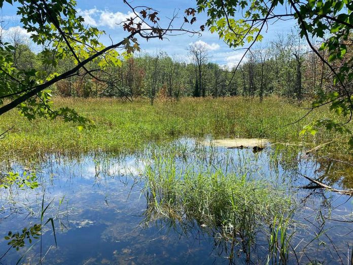 Along with a 280-acre mixed hardwood forest that consists primarily of sugar maple, red oak, and ironwood, Kawartha Land Trust's newly protected MapleCross John Wolfe Forest Preserve is home to a significant creek that flows into a wetland before continuing south to Beloporine Creek in Havelock-Belmont-Methuen Township. (Photo: Kawartha Land Trust)