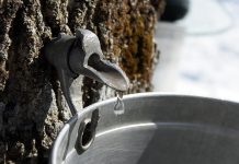 While the sudden warm spells last winter meant Ontario maple syrup producers tapped trees earlier than usual, this also shortened the timeframe for sap collection and ultimately meant a smaller yield. This year's maple syrup season is promising to be more typical, according to the Ontario Maple Syrup Producers' Association. Consistent below-freezing temperatures at night followed by gradually warming temperatures during the day will allow for a more traditional maple syrup season running from late March to early April. (Stock photo)