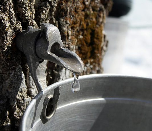 While the sudden warm spells last winter meant Ontario maple syrup producers tapped trees earlier than usual, this also shortened the timeframe for sap collection and ultimately meant a smaller yield. This year's maple syrup season is promising to be more typical, according to the Ontario Maple Syrup Producers' Association. Consistent below-freezing temperatures at night followed by gradually warming temperatures during the day will allow for a more traditional maple syrup season running from late March to early April. (Stock photo)