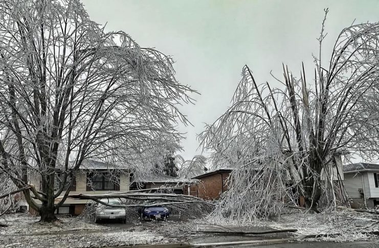 Downed tree limbs in a west-end neighbourhood of Peterborough on March 30, 2025 after a major weekend ice storm across central and eastern Ontario. (Photo: Barry Killen)