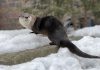 Meadow the river otter, who came to the Riverview Park and Zoo in Peterborough in late 2024, now has her own exhibit after losing a leg due to a severe injury suffered in an altercation with the zoo's three male otters. (Photo: Riverview Park and Zoo)