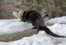 Meadow the river otter, who came to the Riverview Park and Zoo in Peterborough in late 2024, now has her own exhibit after losing a leg due to a severe injury suffered in an altercation with the zoo's three male otters. (Photo: Riverview Park and Zoo)