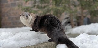 Meadow the river otter, who came to the Riverview Park and Zoo in Peterborough in late 2024, now has her own exhibit after losing a leg due to a severe injury suffered in an altercation with the zoo's three male otters. (Photo: Riverview Park and Zoo)