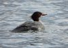 The common merganser is one of the species of migrating waterfowl that rest and feed on Little Lake in Peterborough while waiting for northern lakes to thaw before they continue on their northbound journey to their breeding grounds. (Photo via Peterborough Field Naturalists website)