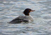 The common merganser is one of the species of migrating waterfowl that rest and feed on Little Lake in Peterborough while waiting for northern lakes to thaw before they continue on their northbound journey to their breeding grounds. (Photo via Peterborough Field Naturalists website)