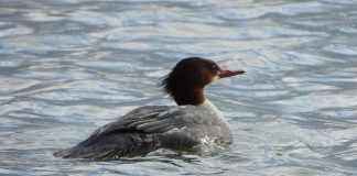 The common merganser is one of the species of migrating waterfowl that rest and feed on Little Lake in Peterborough while waiting for northern lakes to thaw before they continue on their northbound journey to their breeding grounds. (Photo via Peterborough Field Naturalists website)