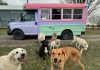 It's all smiles for Millbrook Pet Care clients when they see the brightly coloured "doggy bus" picking them up for an off-leash pack walk. Owner Riley Friesen takes new clients on a trial walk using a long leash alongside a few dogs she knows well to evaluate how they interact with other dogs and their off-leash recall skills. (Photo courtesy of Riley Friesen)