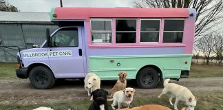 It's all smiles for Millbrook Pet Care clients when they see the brightly coloured "doggy bus" picking them up for an off-leash pack walk. Owner Riley Friesen takes new clients on a trial walk using a long leash alongside a few dogs she knows well to evaluate how they interact with other dogs and their off-leash recall skills. (Photo courtesy of Riley Friesen)