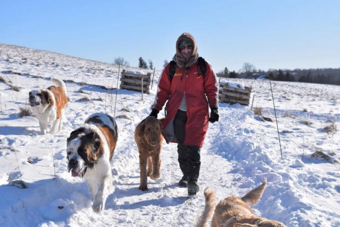 During her weekday pack walks, Millbrook Pet Care owner Riley Friesen takes the dogs to a 191-acre family farm that includes 20 acres of pasture they can run around on. During the off-leash pack walk, dogs are mentally stimulated, socialize with other dogs, and receive plenty of exercise as they explore the expansive natural property. (Photo courtesy of Riley Friesen)