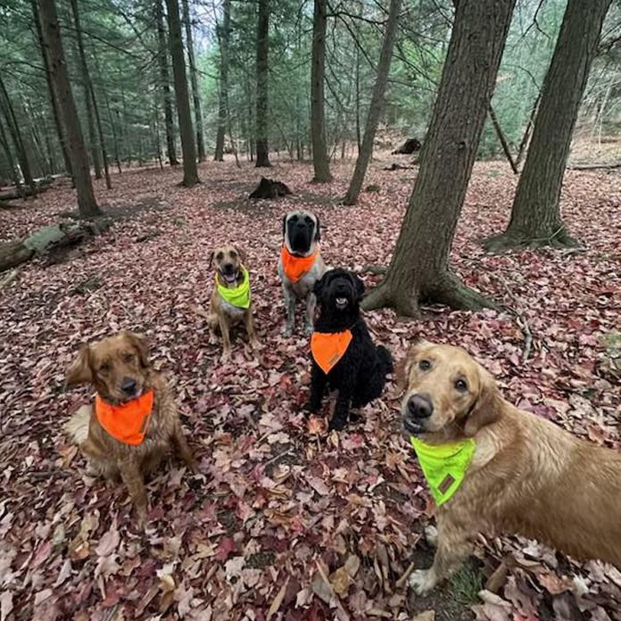 Along with 20 acres of pasture the dogs can run around on, the 191-acre family farm where Millbrook Pet Care owner Riley Friesen hosts her off-leash pack walks includes a large forested area with a creek passing through it where the dogs can explore the forest, go swimming, and have fun. (Photo courtesy of Riley Friesen)