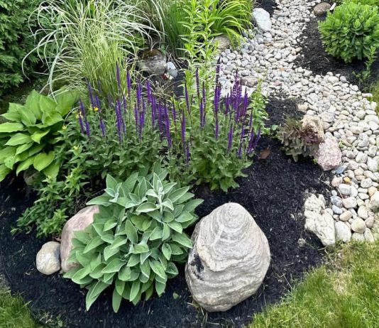 Rain gardens are not only visually pleasing, they are designed to hold water for up to 24 hours after a heavy rain, and also act as mini habitats. The City of Peterborough Rain Garden Subsidy program, delivered in partnership with GreenUP, offers up to $1,000 toward the cost of installation for city residents. (Photo: GreenUP)