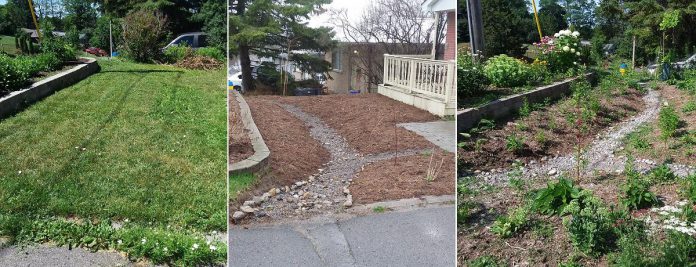 Compared to a conventional grass lawn, rain gardens can filter out up to 90 per cent of chemicals and 80 per cent of sediment, while absorbing about 30 per cent more water. This before, during, and after photo shows the transformation of a resource-intensive lawn into a functional stormwater filtering system. The garden will bloom into a visually pleasing, and hardworking greenspace. (Photos: GreenUP)