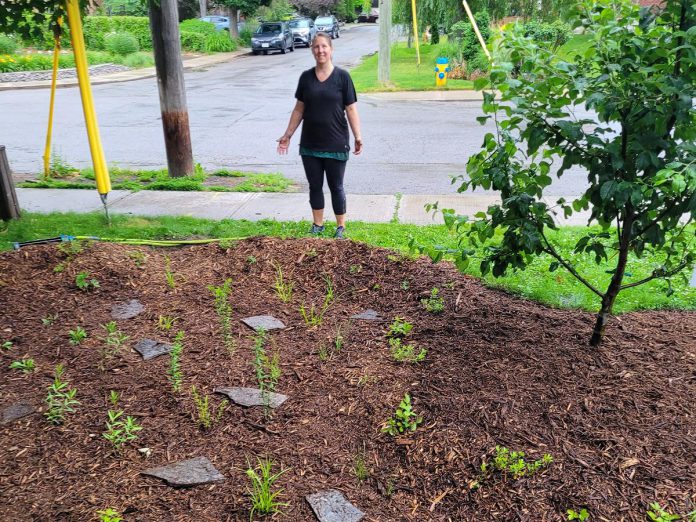 In 2023, the Gryck family participated in the City of Peterborough's Rain Garden Subsidy program and swapped their resource-intensive lawn for a rain garden, adding more biodiversity to their neighbourhood by planting species such as switchgrass, nodding wild onion, New England aster, low-bush honeysuckle, and hairy beardtongue. A few years later, the Grycks are getting lots of compliments from neighbours. (Photo courtesy of the Gryck family)