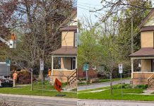 One of the city-owned mature trees in Peterborough's East City that have been removed. According to the City of Peterborough, the city's urban forestry technologists have identified trees that are hazards due to overall tree health and the level of risk they pose, and have provided a list to city-contracted arborist crews of trees requiring pruning or removal. Some of the trees being removed did not suffer damage due to the ice storm at the end of March. Residents will not receive any advance notice or explanation before trees are removed. (Photos: Bruce Head / kawarthaNOW)
