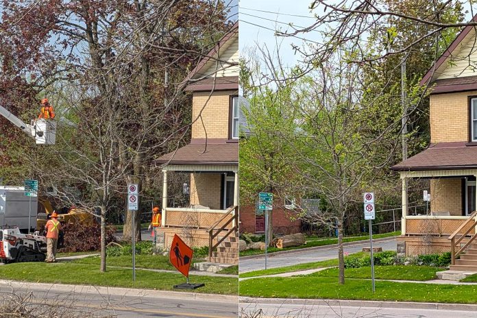 One of the city-owned mature trees in Peterborough's East City that have been removed. According to the City of Peterborough, the city's urban forestry technologists have identified trees that are hazards due to overall tree health and the level of risk they pose, and have provided a list to city-contracted arborist crews of trees requiring pruning or removal. Some of the trees being removed did not suffer damage due to the ice storm at the end of March. Residents will not receive any advance notice or explanation before trees are removed. (Photos: Bruce Head / kawarthaNOW) One of the city-owned mature trees in Peterborough's East City that have been removed. According to the City of Peterborough, the city's urban forestry technologists have identified trees that are hazards due to overall tree health and the level of risk they pose, and have provided a list to city-contracted arborist crews of trees requiring pruning or removal. Some of the trees being removed did not suffer damage due to the ice storm at the end of March. Residents will not receive any advance notice or explanation before trees are removed. (Photos: Bruce Head / kawarthaNOW)
