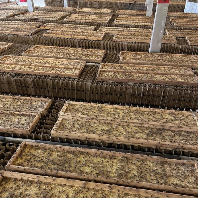 Not only does cricket farming require far fewer resources than conventional cattle, pig, or chicken farming, but crickets are more efficient at converting grain into protein compared to traditional livestock. Entomo Farms in the Township of Asphodel-Norwood in Peterborough County raises its cricketsunder the most ethical conditions possible, allowing them to range freely in their enclosures and only harvesting them at the end of their normal lifecycle. (Photo courtesy of Entomo Farms)