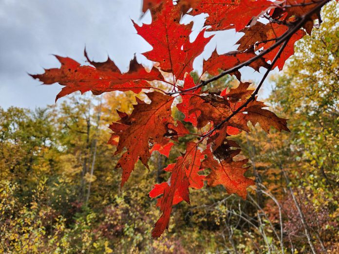 Adding a beautiful red to the fall canopy at GreenUP Ecology Park, red oak is one of the native tree species that will be available for purchase at Ecology Park Native Plant and Tree Nursery when it opens for the season on May 17, 2025. Native trees will be planted as part of the 2025 Trans Canada Trail restoration project in the park. (Photo: Hayley Goodchild / GreenUP)