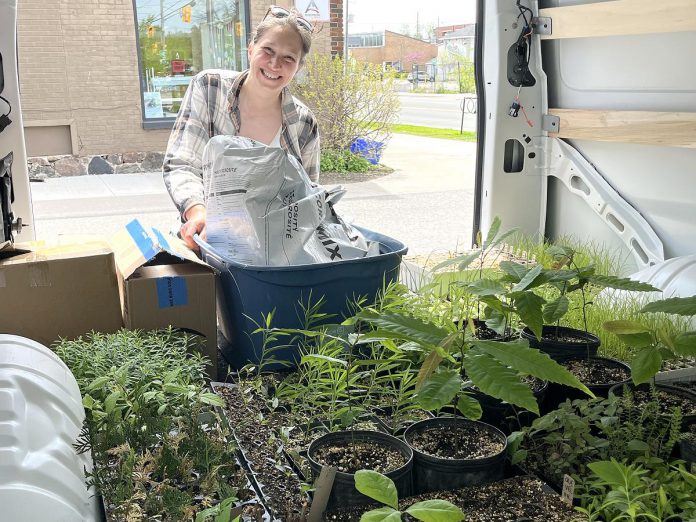 GreenUP native plant propagation coordinator Hayley Goodchild on May 13, 2025 loading up the native plants she started from seed in the GreenUP offices over winter. The plants were transported to the Ecology Park native plant and tree nursery where many will be available for sale. (Photo: Yvonne Hollandy / GreenUP)